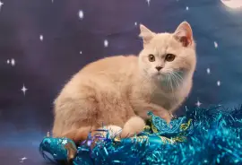   Chaton British Shorthair mâle et femelle, quebec