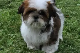   Chiot femelle Shih Tzu pure race LOF, Votre ville