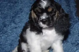 chiot  American Cocker Spaniel Femelle, montréal