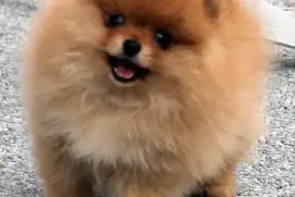 Jolie chiot Spitz Allemand Femelle Naine, quebec