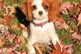Adorable femelle Cavalier King Charles, quebec