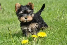  CHIOT FEMELLE YORKSHIRE AU LOF, quebec