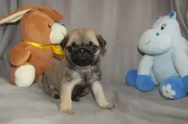 très jolie chiot Carlin, montréal