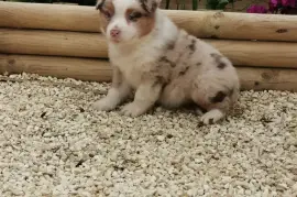 Chiot Berger Australien, Memphis