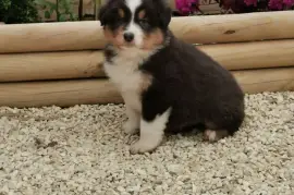 Chiot Berger Australien, Surrey