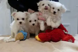 Chiot Bichon Frisé, Memphis