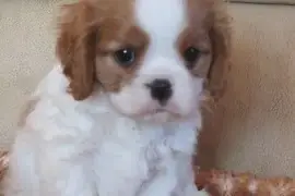 Magnifique chiot cavalier king charles, Gatineau