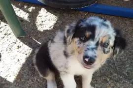 Chiot Border Collie, Mercier