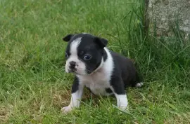Sublime chiot Boston Terrier, Memphis