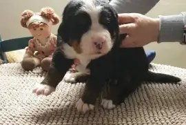 Chiot Bouvier Bernois, Sherbrooke