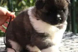 Akita Americain femelle, Montréal