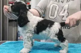 American Cocker Spaniel, Montréal