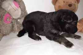 Berger allemand femelle, Montréal