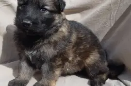 Berger Allemand Poil Long, Montréal