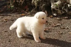 Berger Blanc Suisse femelle, Montréal