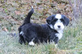 Bichon Havanais Femelle, Montréal