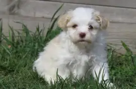 Bichon Havanais mâle, Montréal