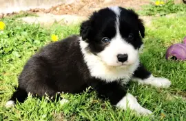 Border Collie, Montréal