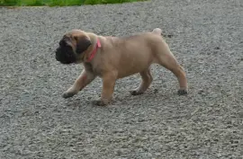 Bouledogue Français Mâle, Montréal