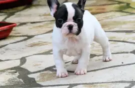 Bouledogue Français femelle, Montréal