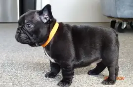 Bouledogue français mâle, Montréal