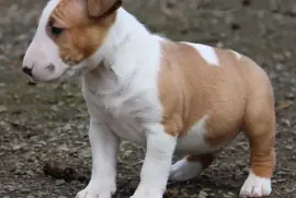 Bull Terrier Miniature Femelle, Montréal