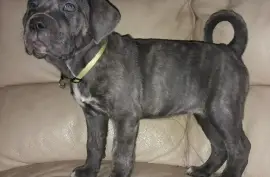 Splendide Cane Corso, Montréal