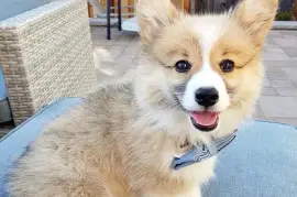 Cardigan Welsh Corgi, Montréal