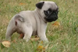 Magnifique chiot Carlin mâle, Montréal