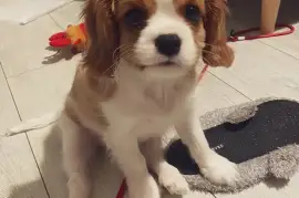 Cavalier King Charles Spaniel femelle, Montréal
