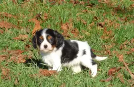 Cavalier King Charles Spaniel mâle, Montréal