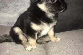 Chihuahua à poil long, Montréal
