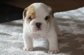 Chiot  Bulldog Anglais, Montréal