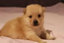 Chiot  Schipperke femelle, Montréal