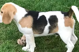 Chiot Beagle femelle, Montréal 