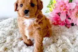 Chiot Cavapoo Femelle, Montréal