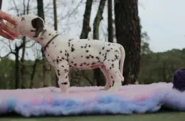 Chiot Dalmatien Femelle, Montréal 
