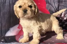Chiot de race American Cocker Spaniel Mâle, Montréal