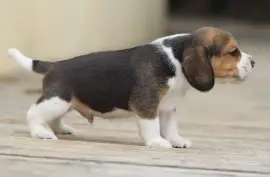 Chiot de race Beagle mâle, Montréal 