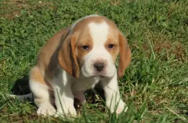 Chiot de race Beagle mâle, Montréal