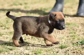 Chiot de race Berger Belge mâle, Montréal 