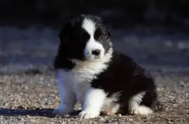 Chiot de Race Border Collie, Montréal