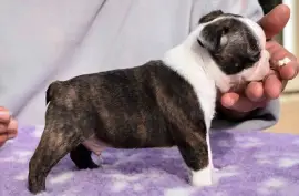 Chiot de race Boston Terrier Male, Montréal