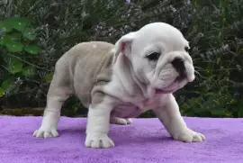 Chiot de race Bulldog Anglais Femelle, Montréal 