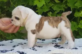Chiot de race Bulldog Anglais mâle, Montréal 