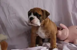 Chiot de race Bulldog continental femelle, Montréal