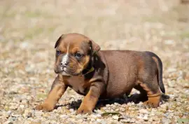 Chiot de race Bulldog continental mâle, Montréal