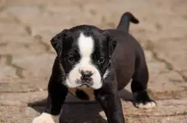 Chiot de race Bulldog continental mâle noir , Montreal 