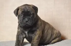 Chiot de Race Bullmastiff mâle, Montréal 