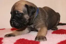 Chiot de race Cane Corso mâle, Montréal